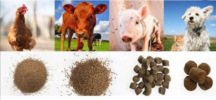 Աղացներ ` կեր պատրաստելու համար 